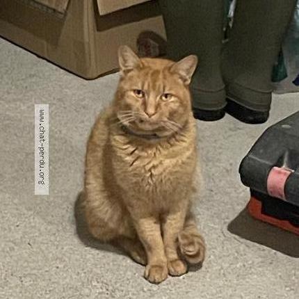 Photo 1/1 Volt Chat perdu à Naintre