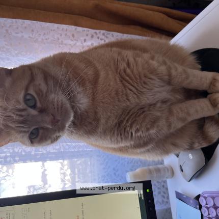 Photo 1/1 Chat retrouvé Perdu à Begrolles En Mauges