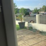 Photo de chat trouvé à Angers