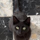 Photo de chat perdu à Louville La Chenard