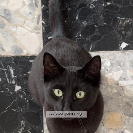 Photo 1/1 Shadow Chat perdu à Louville la chenard