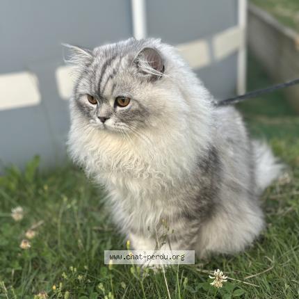 Photo 1/1 Blue Moon Chat perdu à Evron