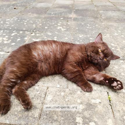 Photo 1/1 Chouchou Chat perdu à Le mans