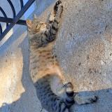 Photo de chat trouvé à Saint Apollinaire