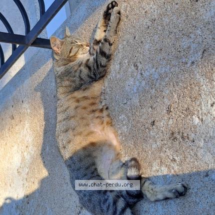 Photo 1/1 Chat trouvé Trouvé à Saint apollinaire