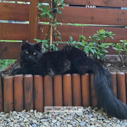 Photo 1/1 Gourge Chat perdu à Montaud