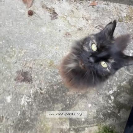 Photo 1/1 Sophie Chat perdu à Suresnes