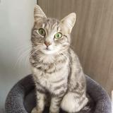 Photo de chat perdu à Ploudaniel