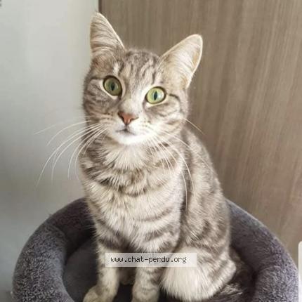 Photo 1/1 minie Chat perdu à Ploudaniel