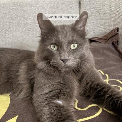 Photo de chat perdu à Dijon