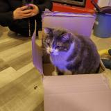 Photo de chat perdu à Pleumeur Gautier