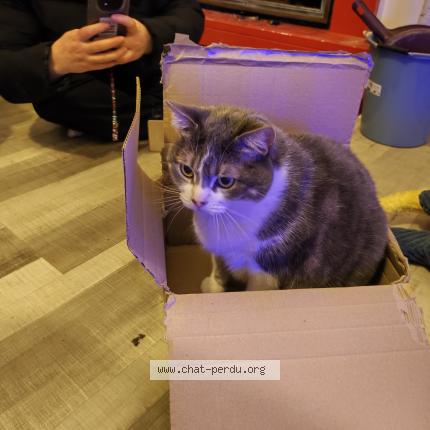 Photo 1/1 Nikita Chat perdu à Pleumeur gautier