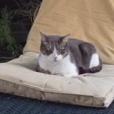 Photo de chat perdu à Laiz