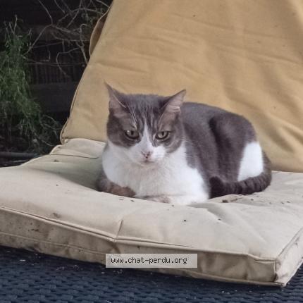 Photo 1/1 Noisette Chat perdu à Laiz