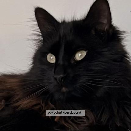 Photo 1/1 Murphy Chat perdu à Nexon