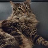 Photo de chat perdu à Saint Viaud