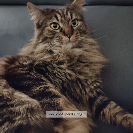 Photo 1/1 Nino Chat perdu à Saint viaud