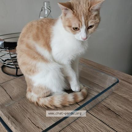 Photo 1/1 Aya Chat perdu à Fontaine