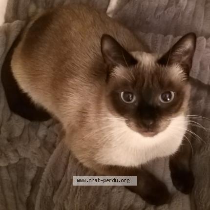 Photo 1/1 Simba Olaf Chat perdu à Saint malo