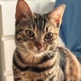 Photo de chat perdu à Maizieres Les Metz