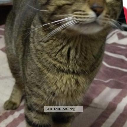 Photo 1/1 Alvin Chat perdu à Pretoria