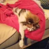 Photo de chat perdu à Vaison La Romaine