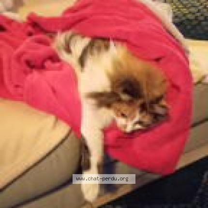 Photo 1/1 Angelle Chat perdu à Vaison la romaine