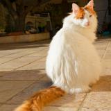 Photo de chat perdu à Peyruis