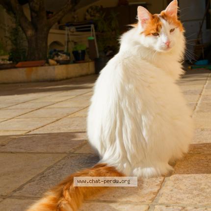 Photo 1/1 Manolo Chat perdu à Peyruis