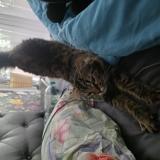 Photo de chat trouvé à Montpellier