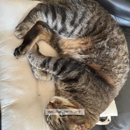 Photo 1/1 Fidèle Chat perdu à Antibes