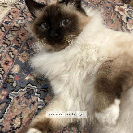 Photo 1/1 Zéphyr Chat perdu à Compiegne