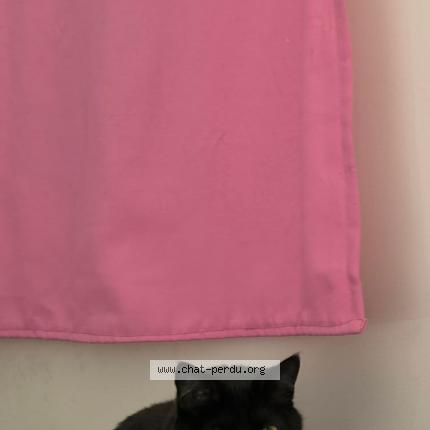 Photo 1/1 Nhora Chat perdu à Aubervilliers