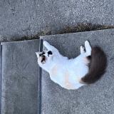 Photo de chat trouvé à Lyon