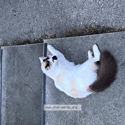 Photo 1/1 Chat trouvé Trouvé à Lyon