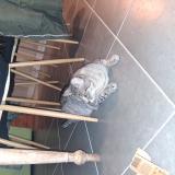 Photo de chat perdu à Lanmeur