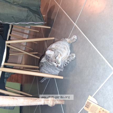 Photo 1/1 Laetitia Chat perdu à Lanmeur
