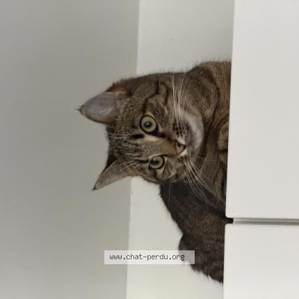 Photo 1/1 Malya Chat perdu à Tremblay en france