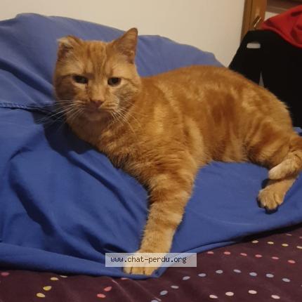 Photo 1/1 Barney Chat perdu à Rennes