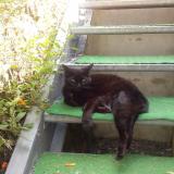 Photo de chat perdu à Aubin