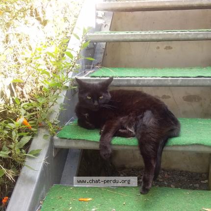 Photo 1/1 Virginie Thibault Chat perdu à Aubin