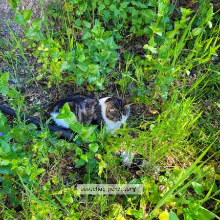 Photo 1/1 Timide Chat perdu à Cheval blanc
