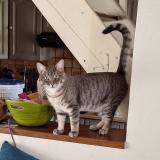 Photo de chat perdu à Teurtheville Hague