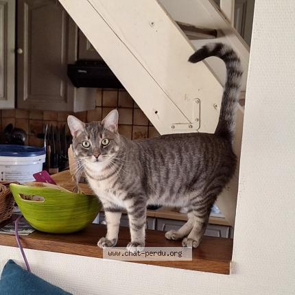 Photo 1/1 Merlin Chat perdu à Teurtheville hague