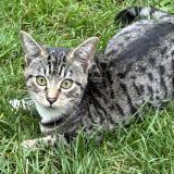 Photo de chat perdu à Saint Andre Lez Lille