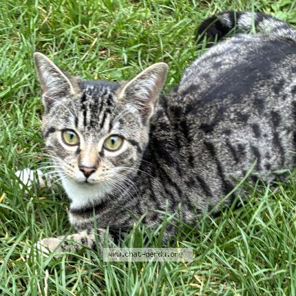 Photo 1/1 Chat retrouvé Perdu à Saint andre lez lille