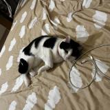 Photo de chat perdu à Paris