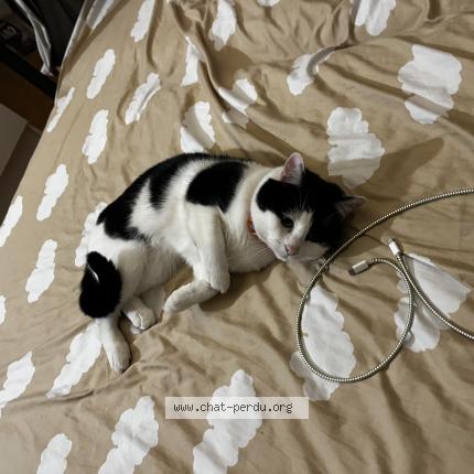 Photo 1/1 Moi Chat perdu à Paris