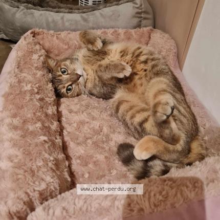 Photo 1/1 Moli Chat perdu à Ciney