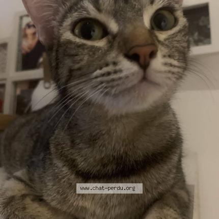Photo 1/1 chacha Chat perdu à Narbonne
